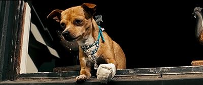 Chester the Chihuahua